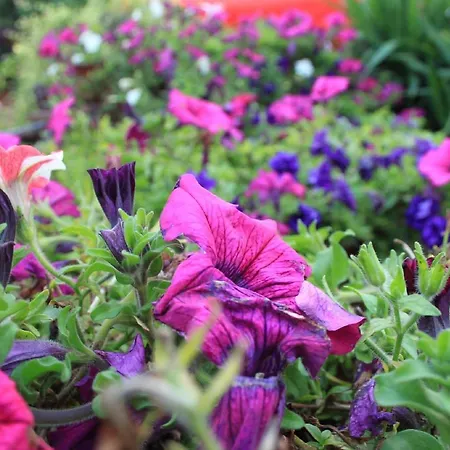 Orgovan Moldava nad Bodvou